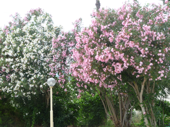 P1040247.JPG 3456x2592 index 3